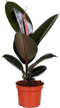 Ficus El Abidjan 12/55
