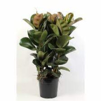 Ficus Elastic Cloe 27/110