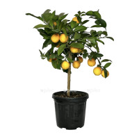 Citrus Limon 21/80