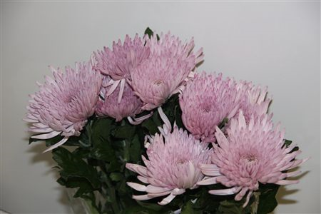 Chr G Anastasia Pink