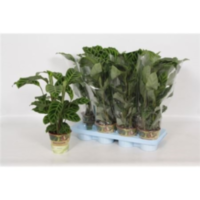 Calathea Zebrina Russia-decorum