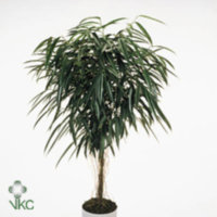 Ficus Bin Alii Op Stam