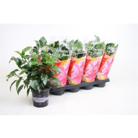 Sinningia Brocade Mix 12/20
