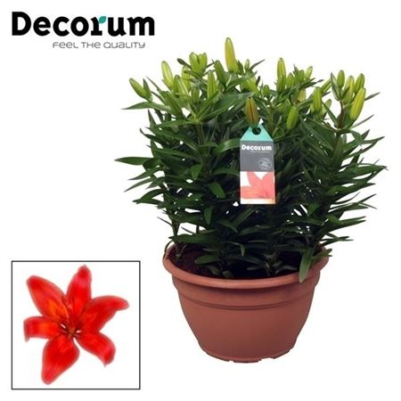 Lilium Az Matrix Rood Schaal 9pp