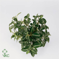 Peperomia Pixie