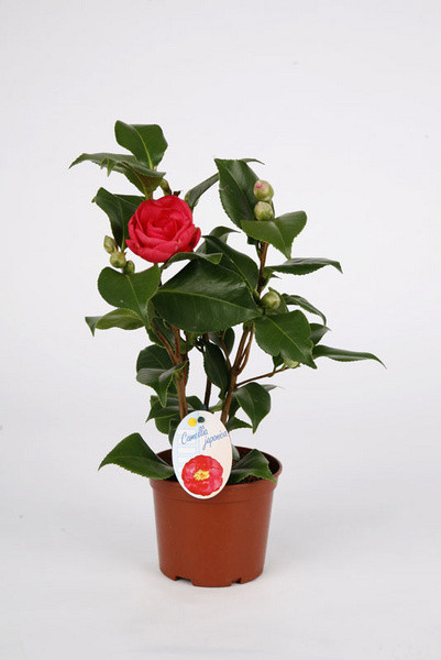 Camellia Mix 9/30