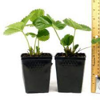 Fragaria Beltran 12/20 (клубника)