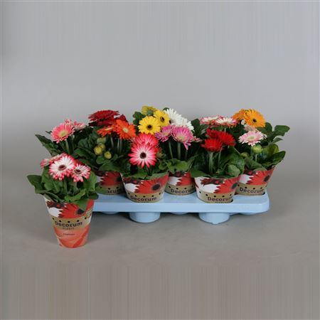 Gerbera Gem 9/35