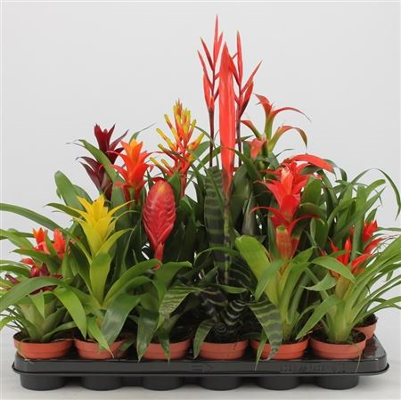 Bromelia Mix 11/30
