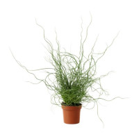 Juncus Liebeslok 12/50