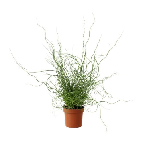 Juncus Liebeslok 12/50
