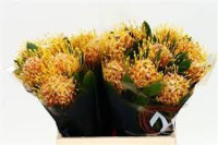 Bq Nutans Cordifolium