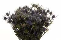 Eryngium Aquarius Qstar X10