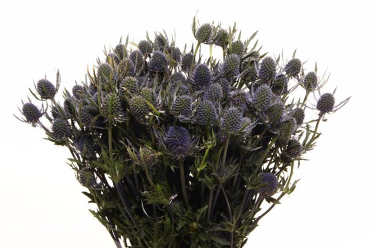 Eryngium Aquarius Qstar X10