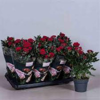 Rosa Inf Princess 14/30