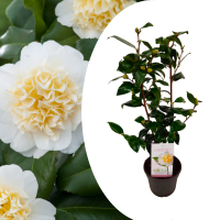 Camelia Brushf Yellow 19/50