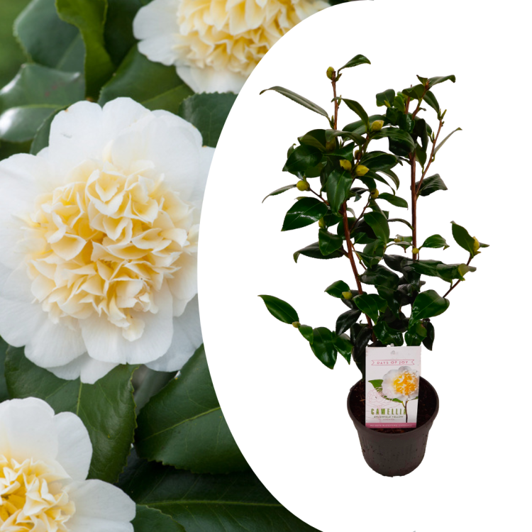 Camelia Brushf Yellow 19/50