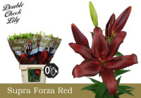 Lilium S Or Duet Tanya X10 Holland