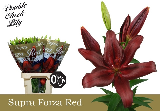 Lilium S Or Duet Tanya X10 Holland