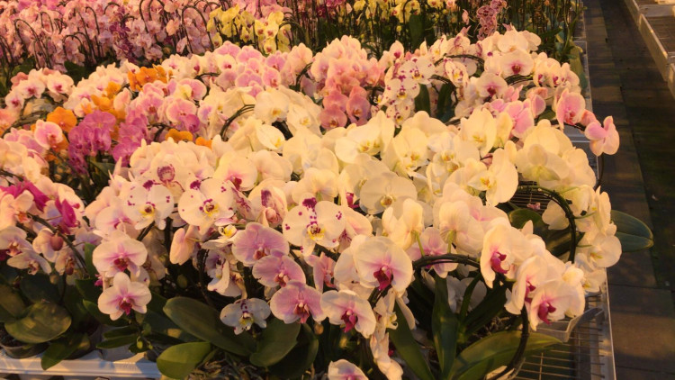 Phal A2 Booge Mix 12/45