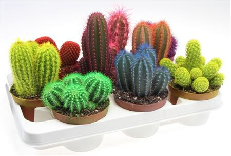 Cactus Rainbow Mix 510/15 ( 9060)