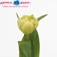 Tulp Verona Holland