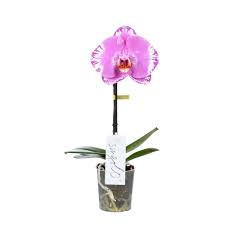 Phal Singolo Victorio 9/40