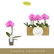Phal Singolo Victorio 9/40 - зображення_viber_2025-04-25_12-58-50-194