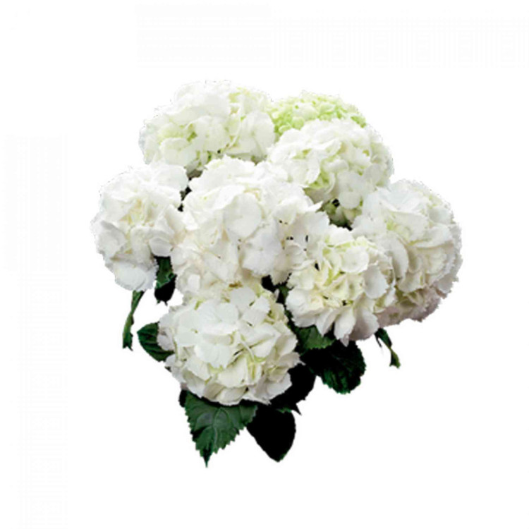 Hydrangea Schneeball 15/47