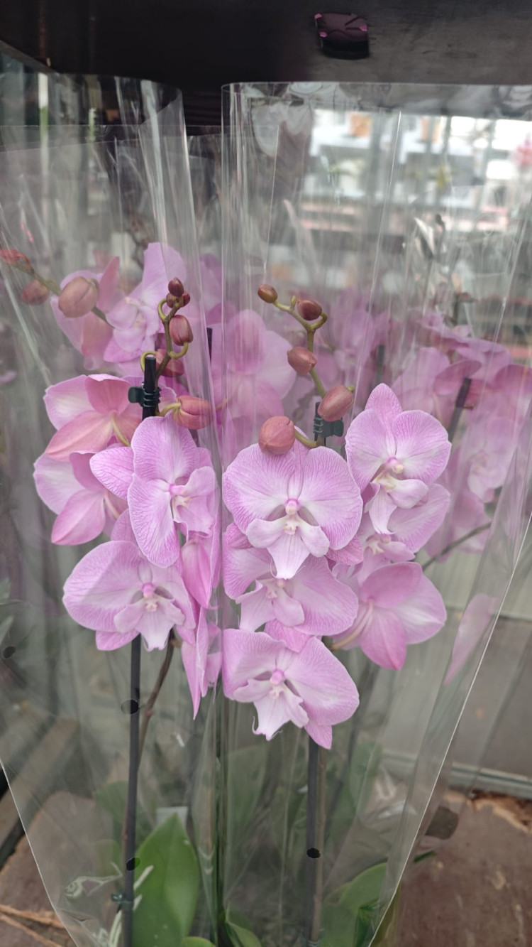 Phal 1-tak Pink Biglip Phalaenova 12/65