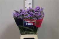 Limonium New Happy Wing Holland