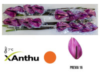 Anthurium S Senator X12
