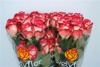 Rose Blush  50 sm