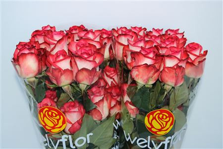 Rose Blush  50 sm