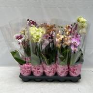 Phal A2 2/3-tak TerLaak Mix 12/50 - IMG-20240716-WA0016