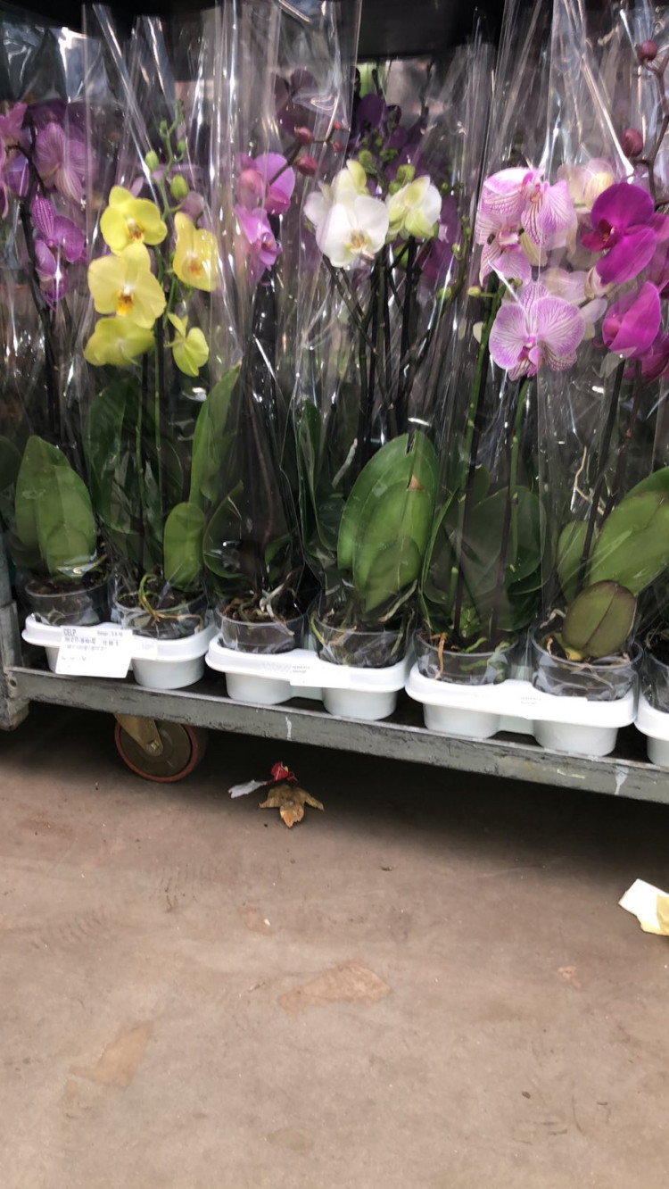 Phal A2 1/2-tak Opti-flor Mix  12/50