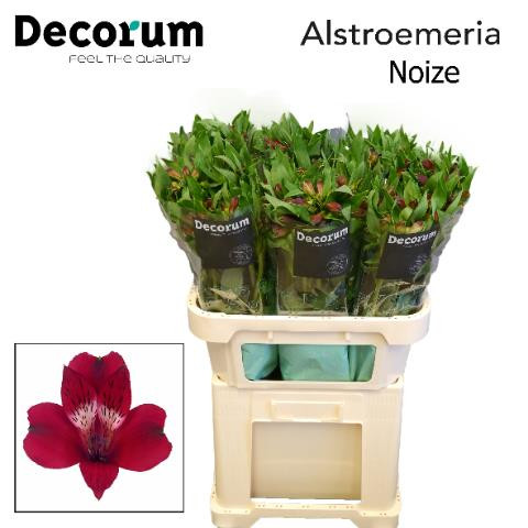 Acacia Bl Retino 50 sm 200g