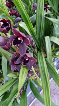 Cymbidium Black Jack 1-tak 14/70