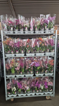 Phal 1-tak A2 Duijn-Hove Multi Mix+parfum 12/35