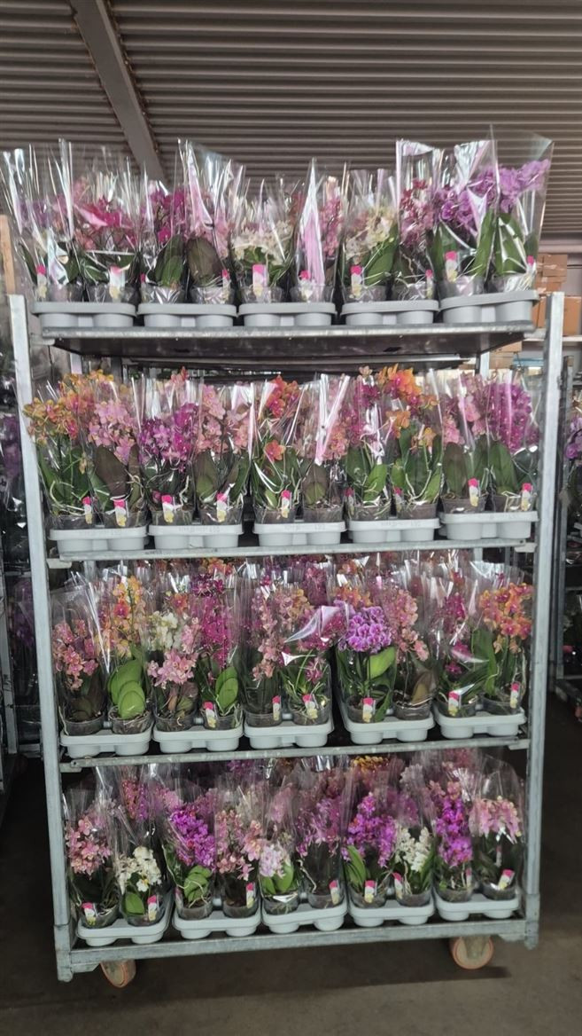 Phal 1-tak A2 Duijn-Hove Multi Mix+parfum 12/35