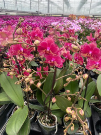Phal 2-tak Miyo 12/45