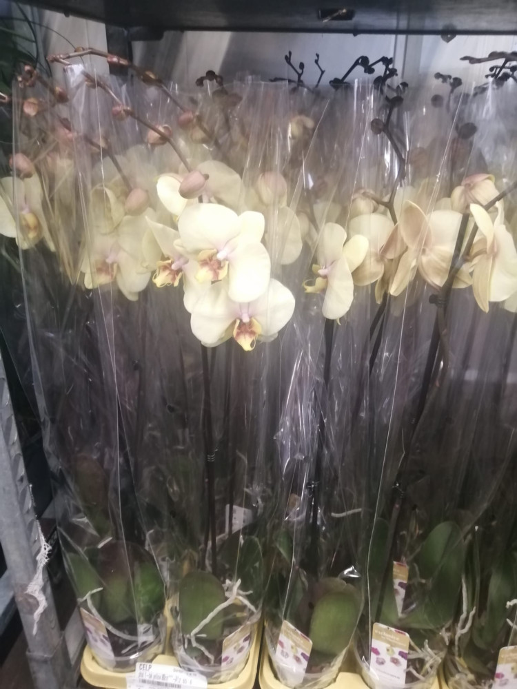Phal 1-tak Phalaenova Yellow 12/65