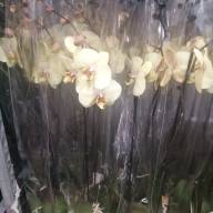 Phal 1-tak Phalaenova Yellow 12/65 - IMG-20230724-WA0009