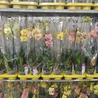 Phal 1-tak Phalaenova Yellow 12/65 - зображення_viber_2025-03-09_14-34-30-898