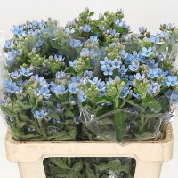 Oxypetalum Pure Blu 40 sm