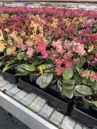 Phal 1/2-tak A2 Opti-flor Parfum Mix 12/35