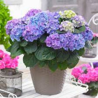 Hydrangea Jip14/35
