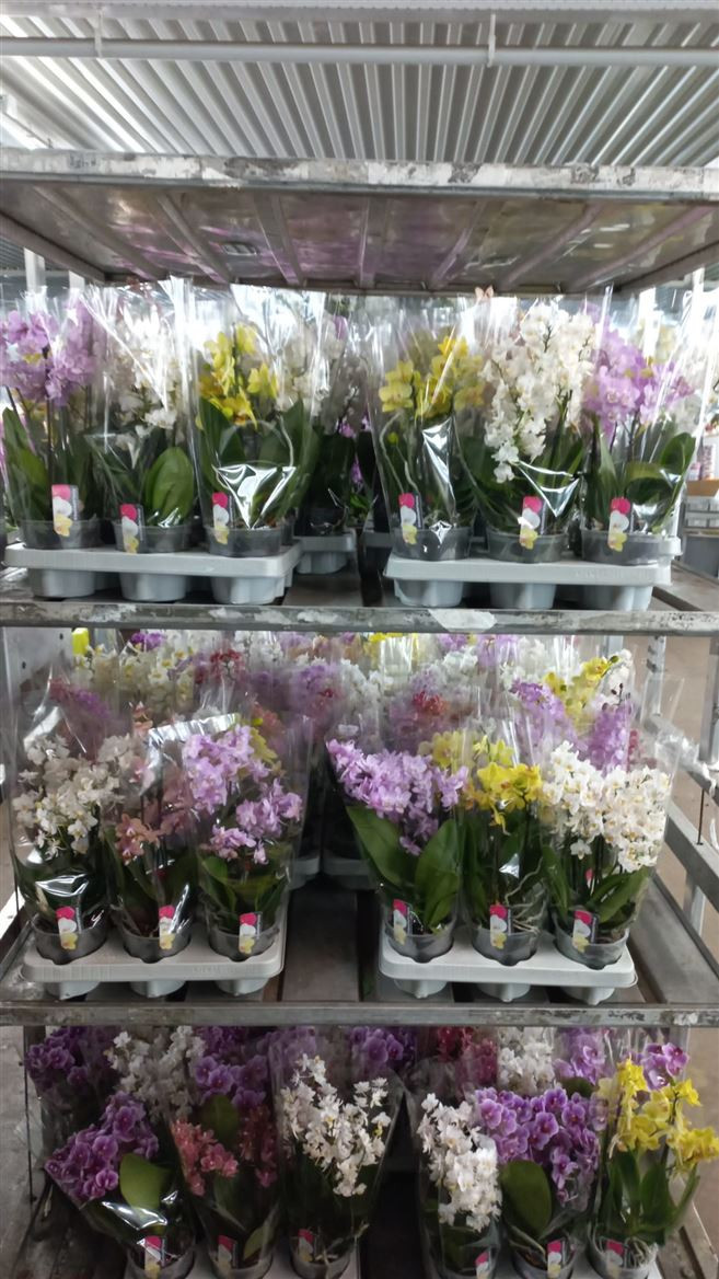 Phal 2-tak A2 VG Multi Paars 12/30