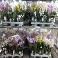 Phal 2-tak A2 VG Multi Paars 12/30 - 181107849_189770574_V_2