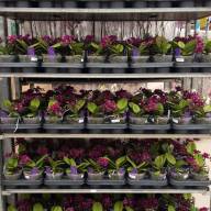 Phal 2-tak A2 VG Multi Paars 12/30 - зображення_viber_2025-06-04_14-11-58-971